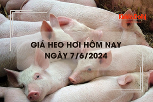 Giá heo hơi hôm nay 7/6/2024: miền Bắc tăng 1.000 đồng/kg