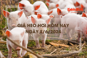 Giá heo hơi hôm nay 8/6/2024: tăng rải rác 1.000 đồng/kg