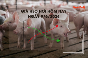 Giá heo hơi hôm nay 9/6/2024: giao dịch trong khoảng 66.000 - 70.000 đồng/kg