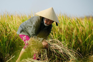 Với 1ha lúa giảm phát thải, nông dân Đắk Lắk thu thêm được 1,5 triệu đồng