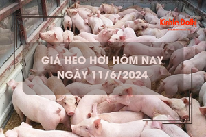 Giá heo hơi hôm nay 11/6/2024: tăng giảm không đồng nhất 1.000 - 2.000 đồng/kg