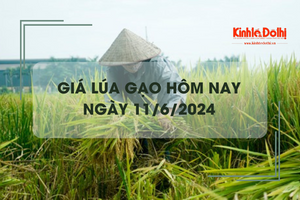 Giá lúa gạo hôm nay 11/6/2024: giá gạo giảm mạnh