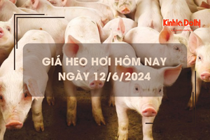 Giá heo hơi hôm nay 12/6/2024: giao dịch ổn định