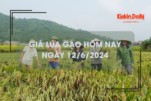 Giá lúa gạo hôm nay 12/6/2024: giá gạo tăng, giá lúa chững