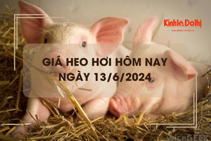 Giá heo hơi hôm nay 13/6/2024: biến động không đồng nhất 1.000 - 2.000 đồng/kg