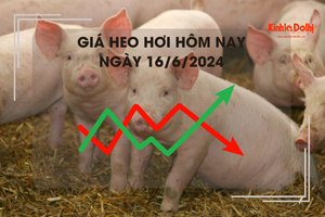 Giá heo hơi hôm nay 16/6/2024: miền Bắc cao nhất 71.000 đồng/kg