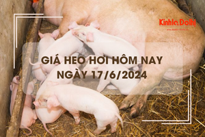 Giá heo hơi hôm nay 17/6/2024: miền Trung - Tây Nguyên giảm nhẹ 1.000 đồng/kg