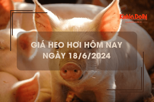 Giá heo hơi hôm nay 18/6/2024: giảm rải rác 1.000 - 2.000 đồng/kg