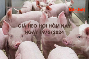 Giá heo hơi hôm nay 19/6/2024: giảm rải rác ở cả 3 miền