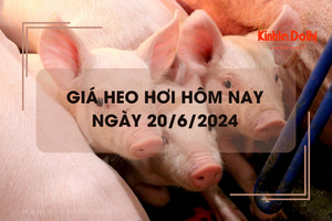 Giá heo hơi hôm nay 20/6/2024: tăng giảm trái chiều