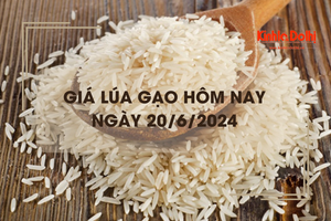 Giá lúa gạo hôm nay 20/6/2024: giá lúa giảm nhẹ