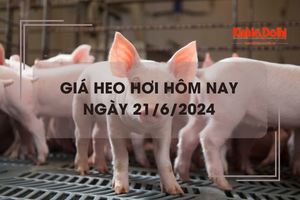 Giá heo hơi hôm nay 21/6/2024: đồng loạt giảm mạnh 1.000 - 3.000 đồng/kg