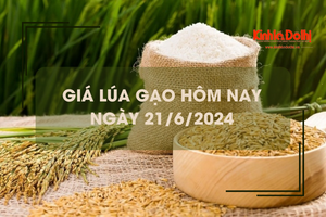 Giá lúa gạo hôm nay 21/6/2024: giá lúa giảm mạnh, giá gạo biến động trái chiều