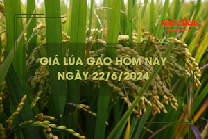 Giá lúa gạo hôm nay 22/6/2024: Giá giá gạo tăng giảm trái chiều