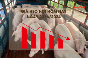 Giá heo hơi hôm nay 23/6/2024: miền Bắc cao nhất 69.000 đồng/kg