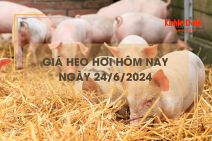 Giá heo hơi hôm nay 24/6/2024: giá heo hơi vẫn neo ở mức cao