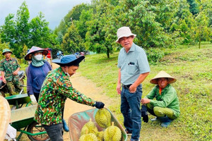 Bầu Đức tiết lộ mức doanh thu 'khủng' từ 300ha sầu riêng sắp được thu hoạch