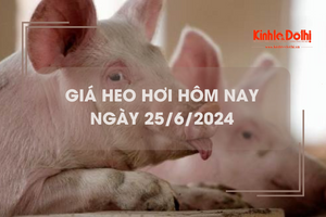 Giá heo hơi hôm nay 25/6/2024: giảm 1.000 - 2.000 đồng/kg trên cả 3 miền