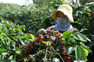 Giá cà phê hôm nay 27/6: Arabica kéo Robusta giảm, chờ dữ liệu kinh tế Mỹ