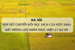 Hơn 29ha đất trồng lúa tại Thủ đô sắp được 'phù phép' nhường chỗ cho 21 dự án