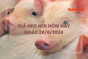 Giá heo hơi hôm nay 28/6/2024: Hưng Yên thu mua với giá cao nhất 69.000 đồng/kg