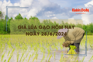 Giá lúa gạo hôm nay 28/6/2024: giá gạo giảm nhẹ 100 - 150 đồng/kg