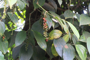 Giá tiêu hôm nay 29/6: thị trường "nhảy múa", chỉ  Sri Lanka, Malaysia tăng trong tuần