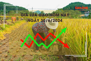 Giá lúa gạo hôm nay 30/6/2024: giá gạo giảm 100 đồng/kg