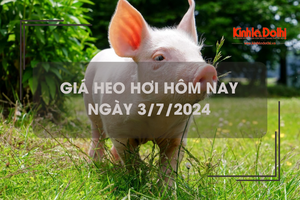 Giá heo hơi hôm nay 3/7/2024: giảm nhẹ 1.000 đồng/kg