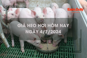 Giá heo hơi hôm nay 4/7/2024: mức giao dịch cao nhất 69.000 đồng/kg