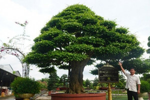 Loại cây bonsai nằm trong bộ Tứ Linh ở Việt Nam giá hơn chục tỷ đồng, ngang bằng 8 mảnh đất