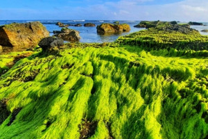 ‘Bãi biển rêu xanh’ tuyệt đẹp chỉ xuất hiện hai lần trong ngày, cách TP. Phan Rang - Tháp Chàm 10km