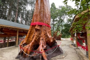 Người đàn ông bán hết bất động sản để sở hữu gỗ quý có tên mỹ miều, cách đốn hạ khiến ai nấy thốt lên: Thiên nhiên ban tặng