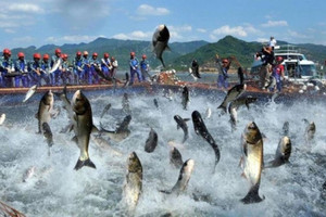 Một công ty thủy sản sắp nhân đôi vốn điều lệ, lợi nhuận quý II/2024 ước tăng 2,5 lần