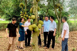 Hà Nội: trồng mít đặc sản thu hàng trăm tỷ đồng mỗi năm