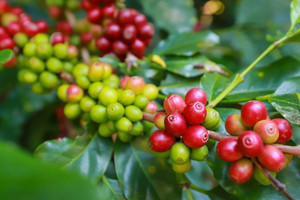 Giá cà phê hôm nay 7/7: tăng 5.000 đồng/kg trong tuần, Robusta thêm gần 200 USD/tấn
