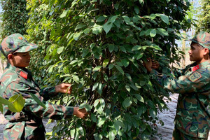Giá tiêu hôm nay 7/7: tăng 2 ngày liền, giá tiêu xuất khẩu tăng, lượng giảm