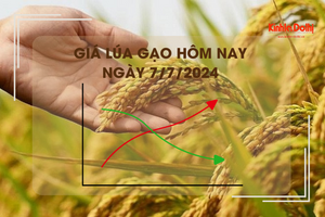 Giá lúa gạo hôm nay 7/7/2024: giá gạo tăng nhẹ