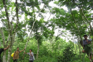 Dân tộc bí ẩn ở Việt Nam trồng loại gỗ quý giá cả trăm tỷ đồng, bị đổ gãy cũng nhất quyết không bán
