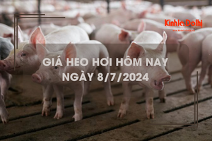 Giá heo hơi hôm nay 8/7/2024: tăng giảm trái chiều 1.000 - 2.000 đồng/kg