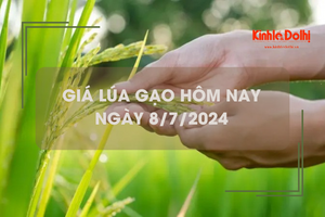 Giá lúa gạo hôm nay 8/7/2024: gạo Nàng Nhen neo ở mức cao