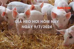 Giá heo hơi hôm nay 9/7/2024: tiếp tục biến động trái chiều