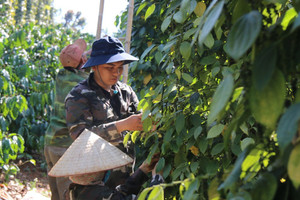 Giá tiêu hôm nay 10/7: tăng 2 ngày liên tiếp, cao nhất ở Đắk Lắk-Đắk Nông