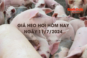 Giá heo hơi hôm nay 11/7/2024: giảm cao nhất 2.000 đồng/kg