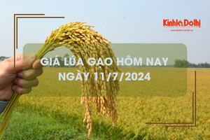 Giá lúa gạo hôm nay 11/7/2024: giá gạo tiếp tục giảm 100 - 150 đồng/kg