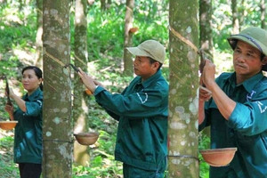 Toàn cầu thiếu hụt 1,24 triệu tấn cao su trong năm: Cơ hội lớn cho doanh nghiệp cùng ngành