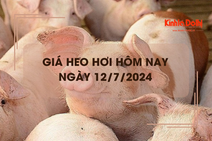 Giá heo hơi hôm nay 12/7/2024: Nam Định thu mua với giá cao nhất 69.000 đồng/kg