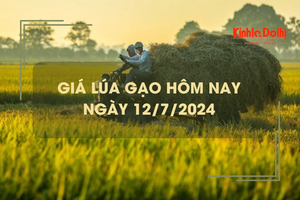 Giá lúa gạo hôm nay 12/7/2024: giá gạo tiếp đà giảm nhẹ