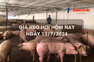 Giá heo hơi hôm nay 13/7/2024: giảm nhẹ 1.000 đồng/kg trên cả 3 miền