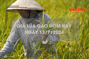 Giá lúa gạo hôm nay 13/7/2024: giá gạo giảm nhẹ 50 đồng/kg